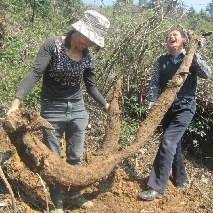 批發(fā)野生葛根粉葛根粉天然野生柴葛粉張家界農(nóng)家粉葛根代餐粉