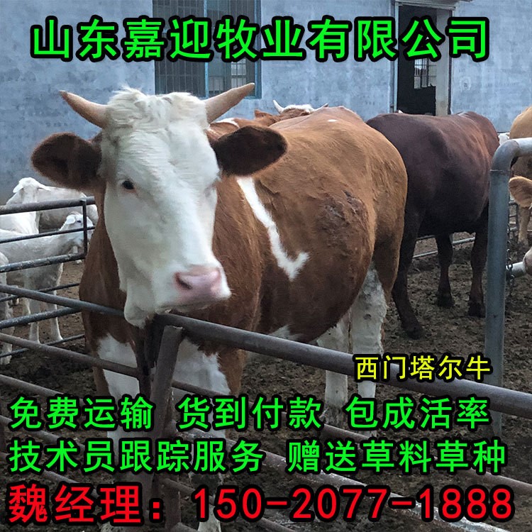 牛羊基地出售 西門塔爾牛 黃牛 黑山羊 白山羊品種全價格低包回收