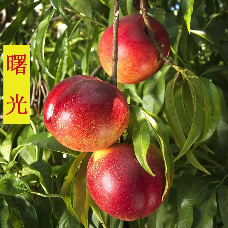 植物苗木批發(fā)直銷 基地大量現(xiàn)貨供應(yīng) 曙光桃 青島桃樹苗木