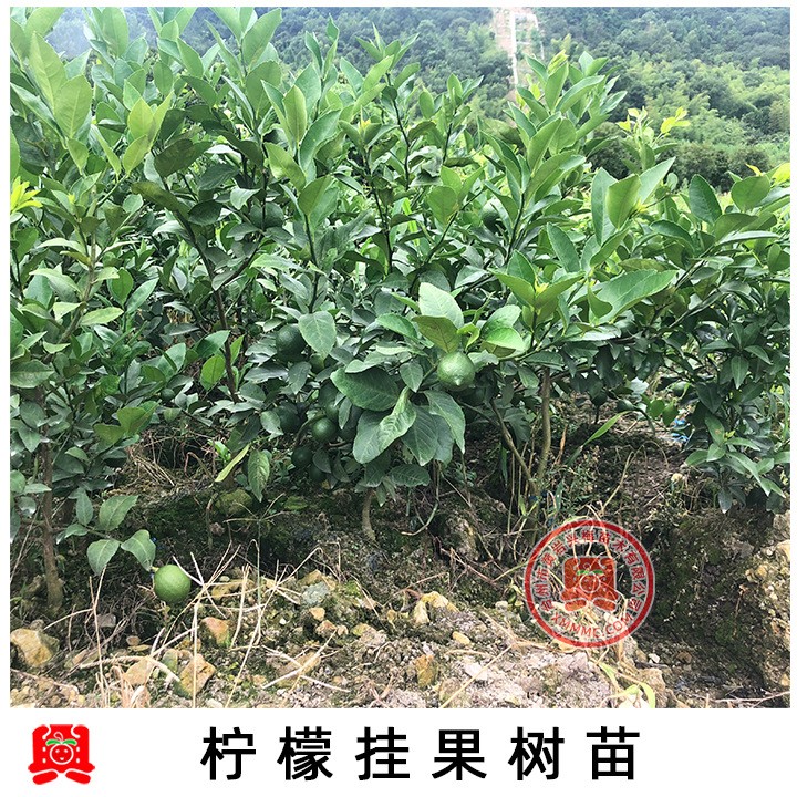 嫁接檸檬果樹(shù)苗果苗庭院盆栽盆景植物當(dāng)年結(jié)果南方種植