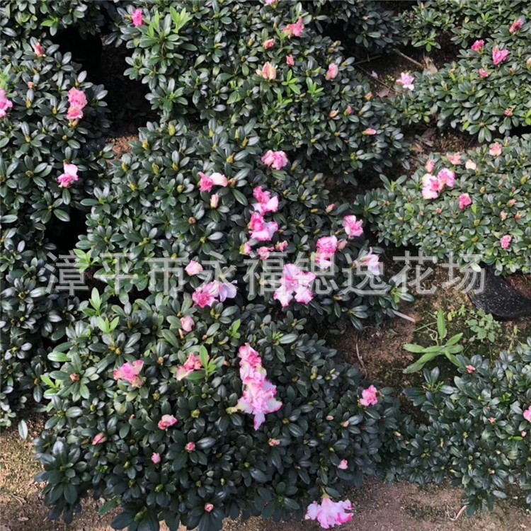 盆栽懸崖式造型杜鵑花高山流水西瑪紅雙喜杜鵑花六七十公分長