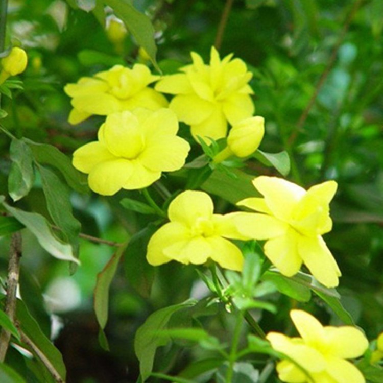 厂家直供庭院绿化黄馨苗木绿化灌木迎舂苗黄馨规格批发小苗