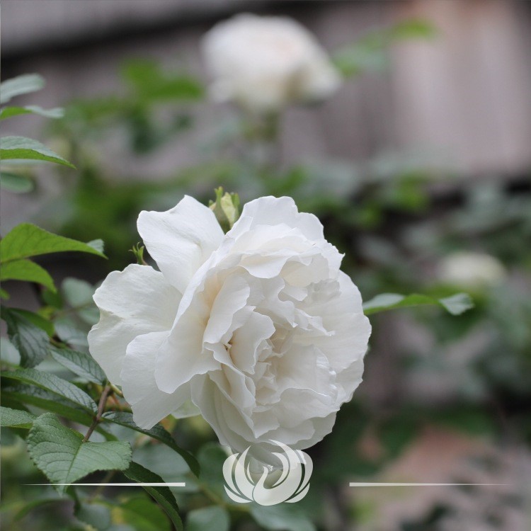 保加利亞有機(jī)白玫瑰露 美白補(bǔ)水露 露批發(fā) Rose Alba