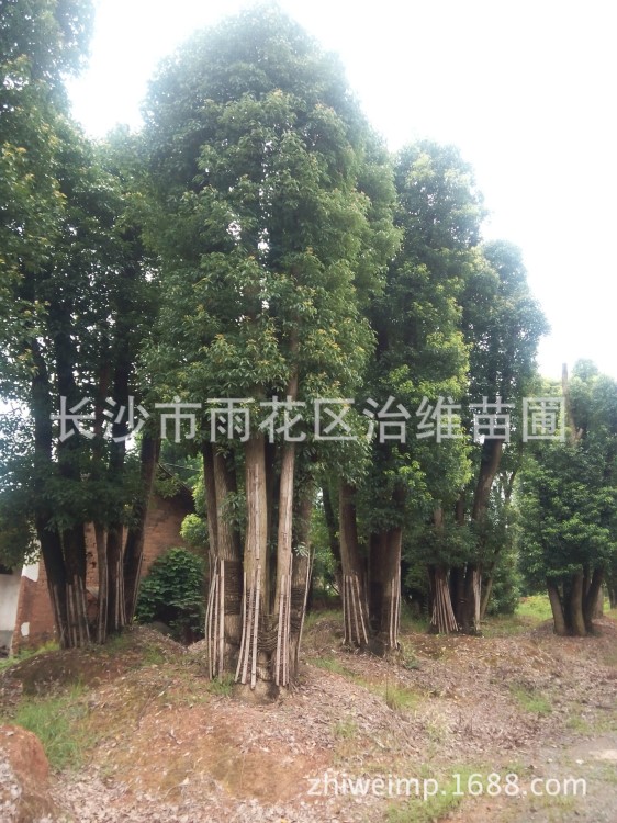 供應(yīng)常綠喬木 香樟樹(shù)40公分 移植骨架香樟樹(shù)苗 叢生香樟