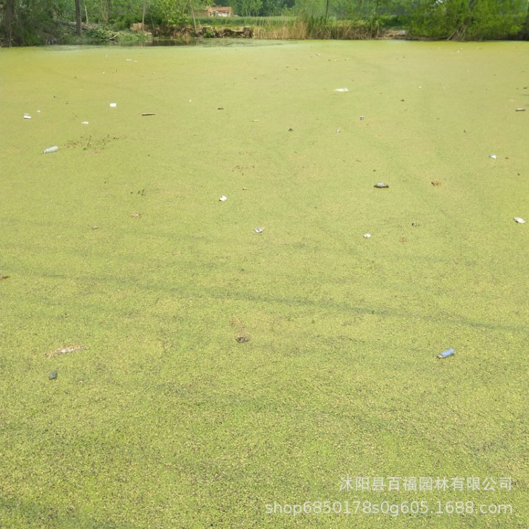 浮萍 青萍 田萍 浮萍草 水浮萍 水萍草 浮萍科水面浮生植物批發(fā)