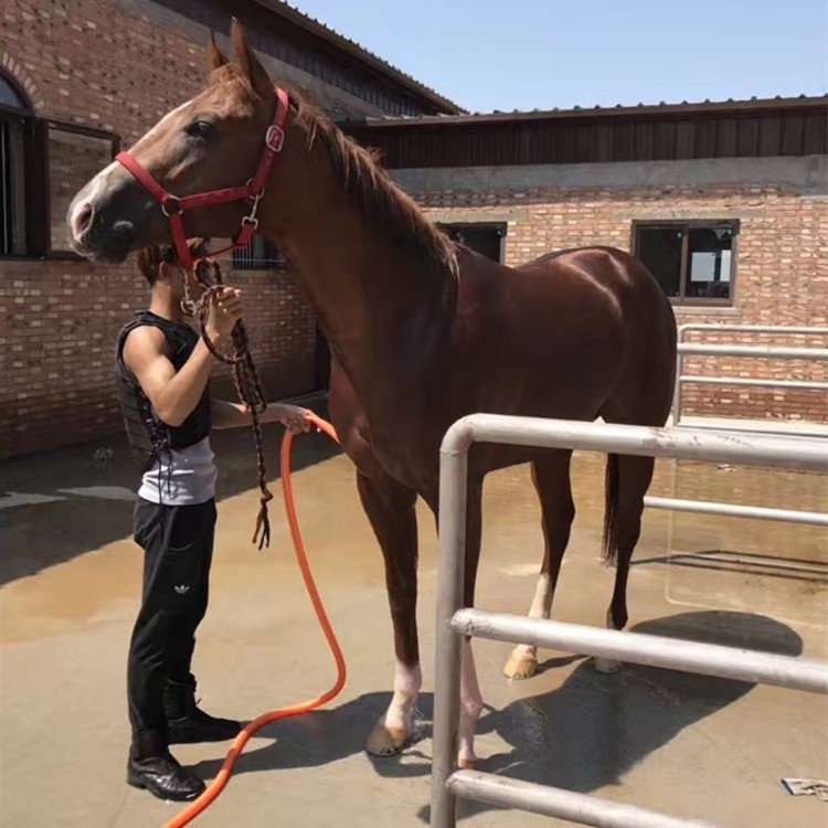 正規養馬場 俱樂部供應 阿拉伯馬 騎乘半血馬養殖