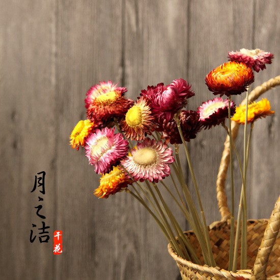 【五彩菊】天然干花七彩菊家居擺設(shè)菊花永生花拍照道具自然麥稈菊