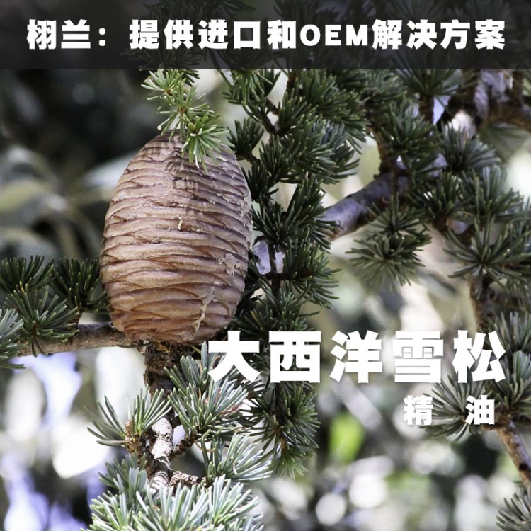 栩兰 大西洋雪松精油 Cedrus Atlantica 阿特拉斯雪松