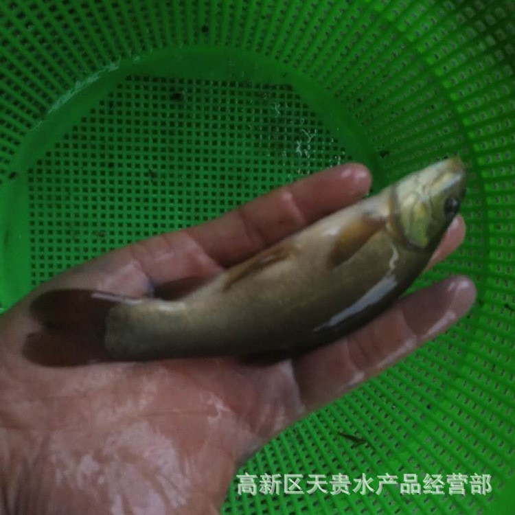 天貴水產(chǎn)批發(fā)丁桂魚苗 須魚歲 丁鱥 金歲魚 丁歲魚苗