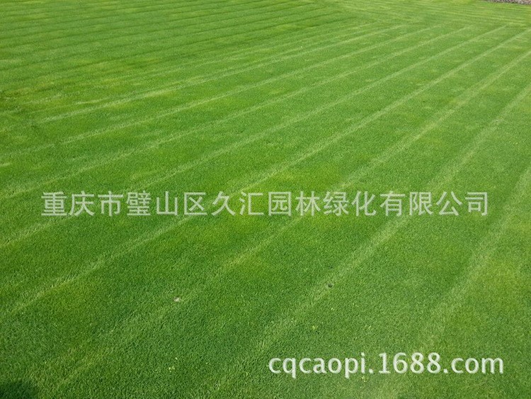 蘇州草坪中華結(jié)縷草成都【臺灣二號草】【混播草】【重慶結(jié)縷草】