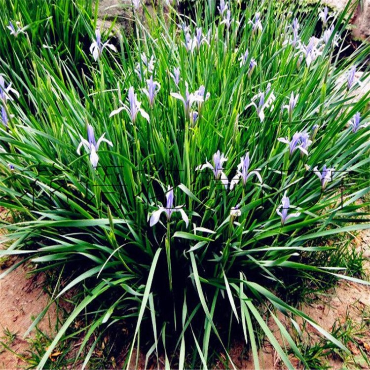 马兰花草杯苗价格 马蔺莲宿根花卉 青州草花苗木种植基地