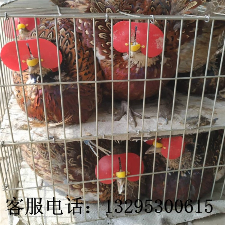 七彩山雞苗湖南孵化場 野雞苗出售 雉雞苗批發(fā) 三雞苗品種