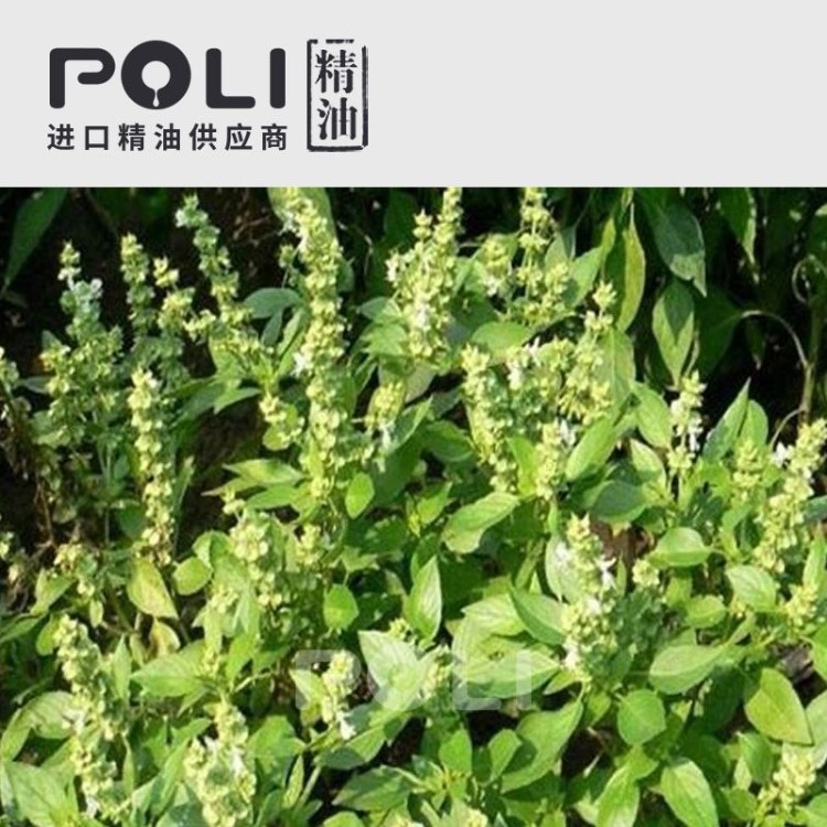 (印度) 热带罗勒精油 OEM单方精油原料批发灌装定制【POLI/颇黎】