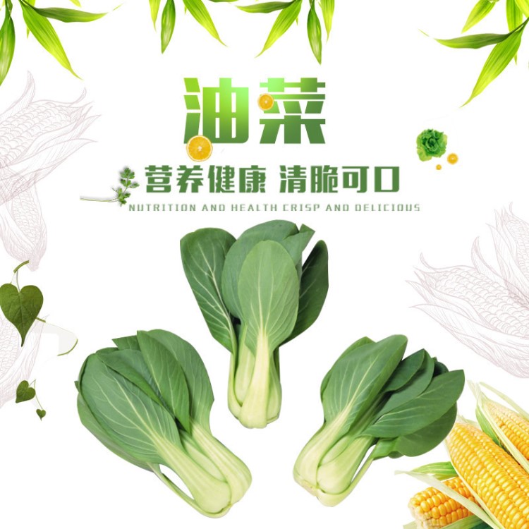 批發(fā)銷(xiāo)售綠色蔬菜油菜 農(nóng)產(chǎn)品油菜天津周邊免費(fèi)配送