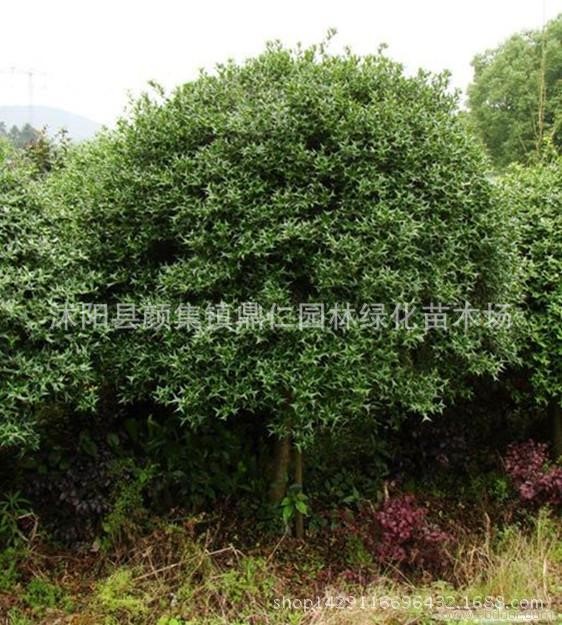 無刺枸骨球 無刺枸骨樹苗批發 工程苗 無刺枸骨球小苗銷售