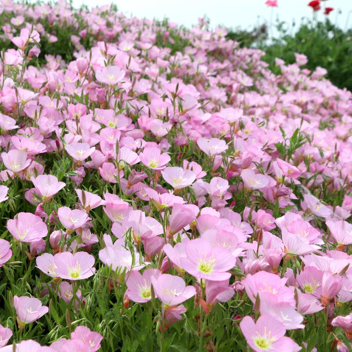 粉花美麗月見草種子多年生庭院公園綠化耐寒耐蔭花籽