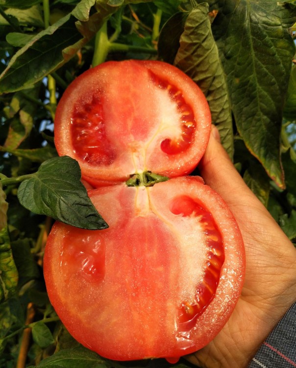攀枝花米易現(xiàn)摘露天沙瓤自然熟西紅柿5斤/8斤粉果番茄 一件代發(fā)