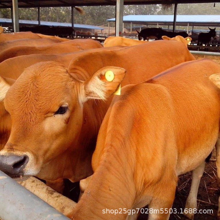 利木赞小牛 架子牛 肉牛牛犊子 四川遂宁肉牛养殖基地 送饲料