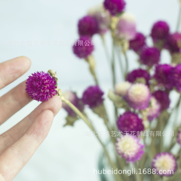 千日紅干花花束 干花批發(fā)手工干花滴膠軟裝客廳diy插花