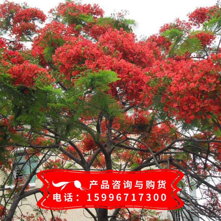 供應(yīng)林木鳳凰木種子 紅花楹樹(shù) 鳳凰樹(shù)種子 金鳳樹(shù)種