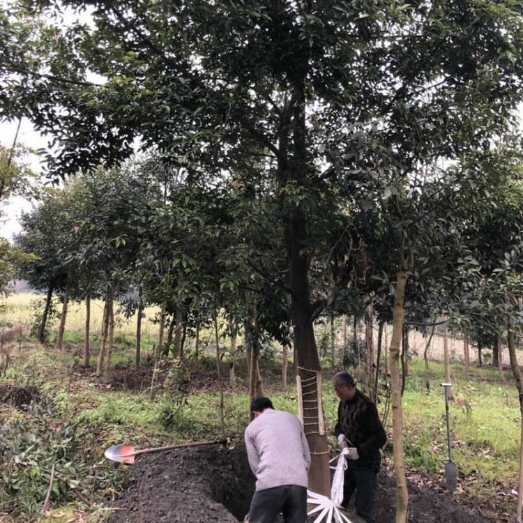 基地直供天竺桂花卉植物 常年批发工程苗木常绿园艺风景树天竺桂