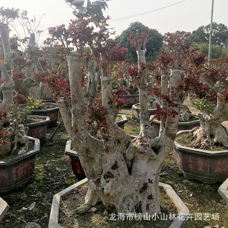 漳州百花村紫薇老樁盆景 紅火箭種植基地 百日紅古樁頭 野生古樹