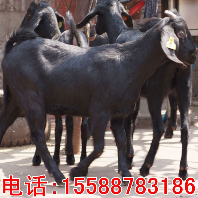 供應改良波爾山育肥肉種羊羔 白山羊黑山羊