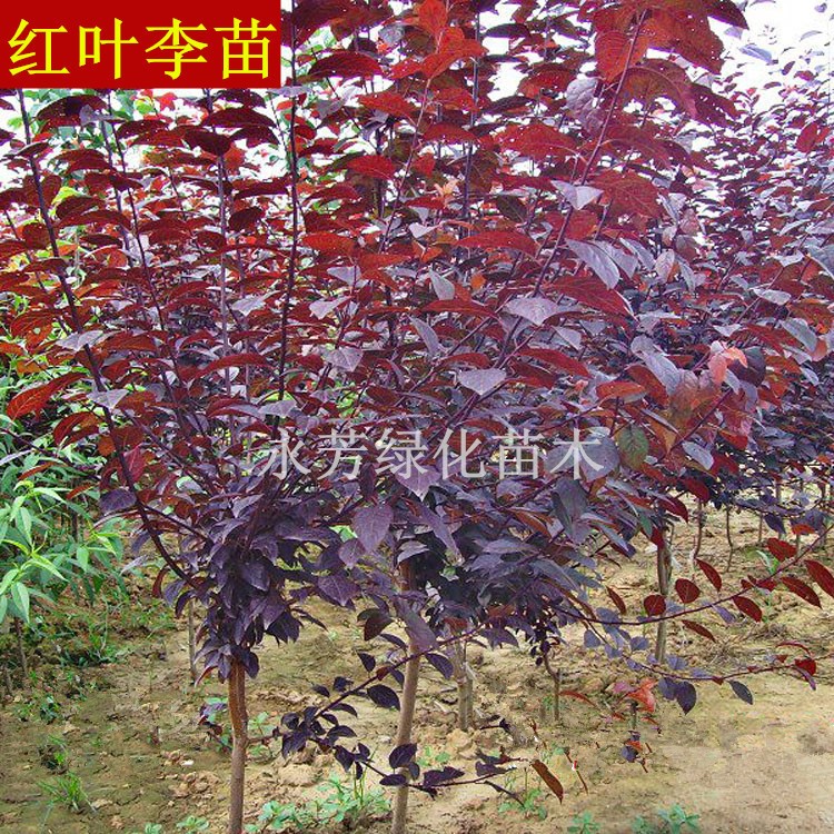 批發(fā)園林綠化苗 紅葉李苗 庭院花卉植物