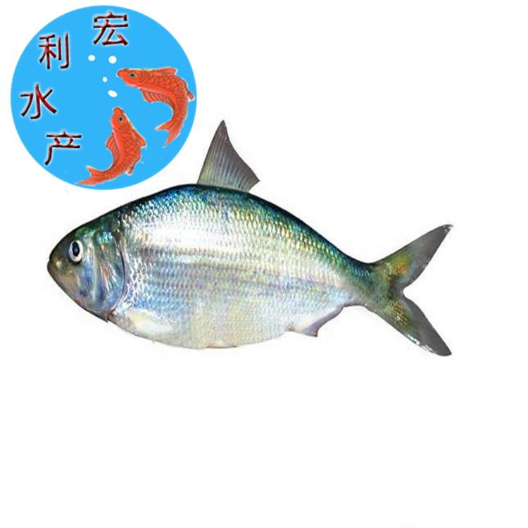 【火爆銷售】水產(chǎn)養(yǎng)殖鰣魚苗 三黎魚苗 鰣刺淡水養(yǎng)殖魚苗