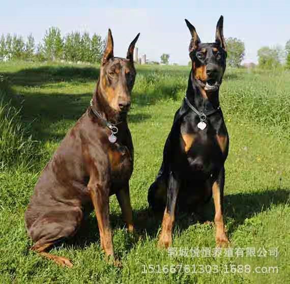 犬舍出售杜賓犬幼犬種柴犬柯基犬德牧犬金毛幼犬狗狗活體寵物狗