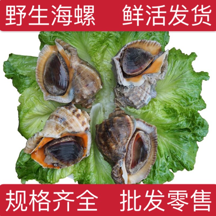 貝類批發(fā)大海螺鮮活 海螺鮮活連云港海頭產(chǎn)品海鮮水產(chǎn)批發(fā)