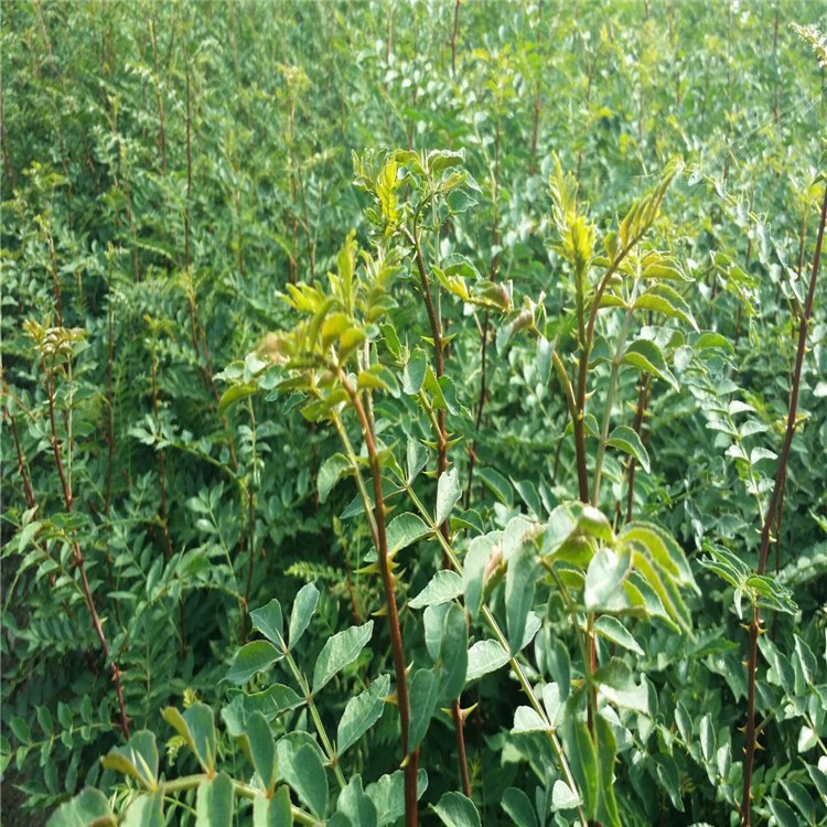 花椒苗处理 云南里有花椒苗 花椒苗价格 大红袍花椒苗腾地处理