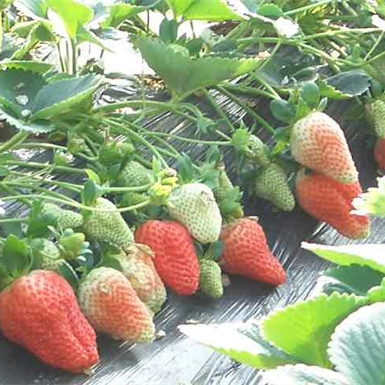 法兰地草莓秧 南北方种植红颜草莓秧 甜查理草莓秧 根系好 好管理