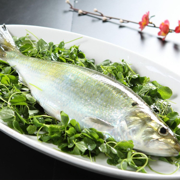 劉興水產活鰣魚供應 鰣魚批發 鰣魚價格 鰣魚苗養殖 鰣魚