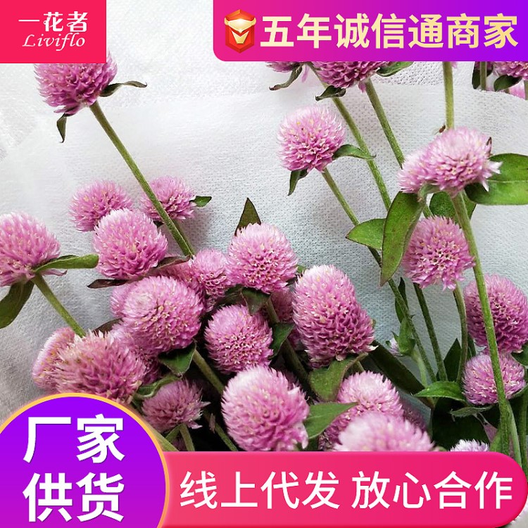 千日紅干花束真花材料 云南千日紅花頭手工干花材永生花加工定制