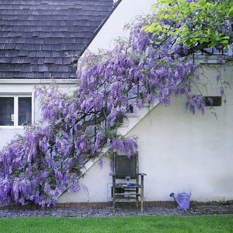 基地批發紫藤花樹爬藤花卉植物紫藤蘿庭院陽臺日本花盆栽盆景