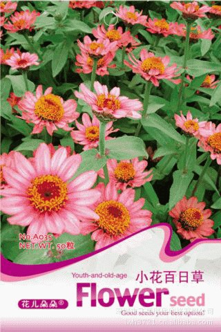 花卉種子 小花百日草種子 百日紅 步步高 百日菊 五色梅 50粒/包