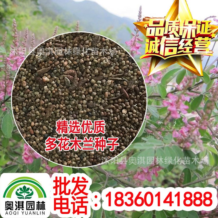 多花木蘭種子 蜜源植物野藍枝種子公路綠化護坡型灌木牧草種子