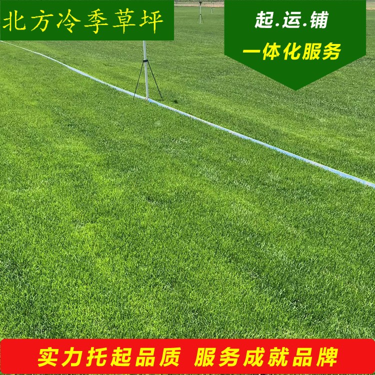 遼寧草坪直銷 混播草坪 綠化護坡帶土草皮 草坪草種子 草坪卷