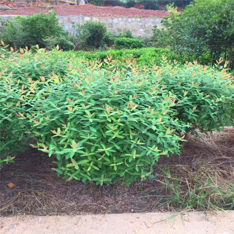 基地銷售金絲梅 金絲桃 綠化苗 工程用苗 彩色植物 量大優惠