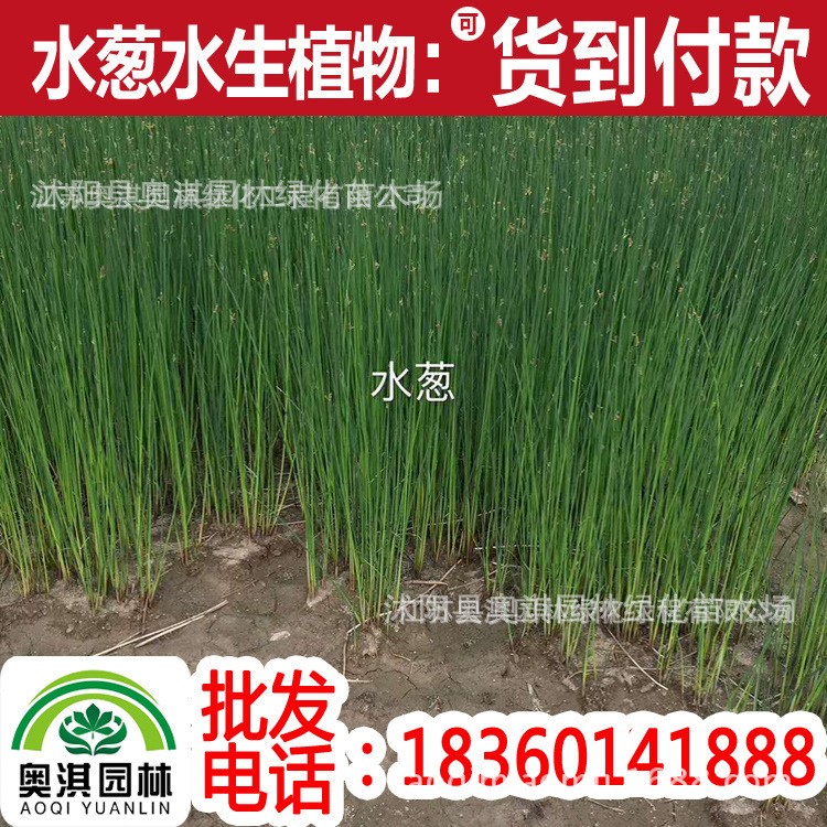 野生水生花卉 水蔥 花葉水蔥 淺水植物 池塘 魚塘水景工程用苗