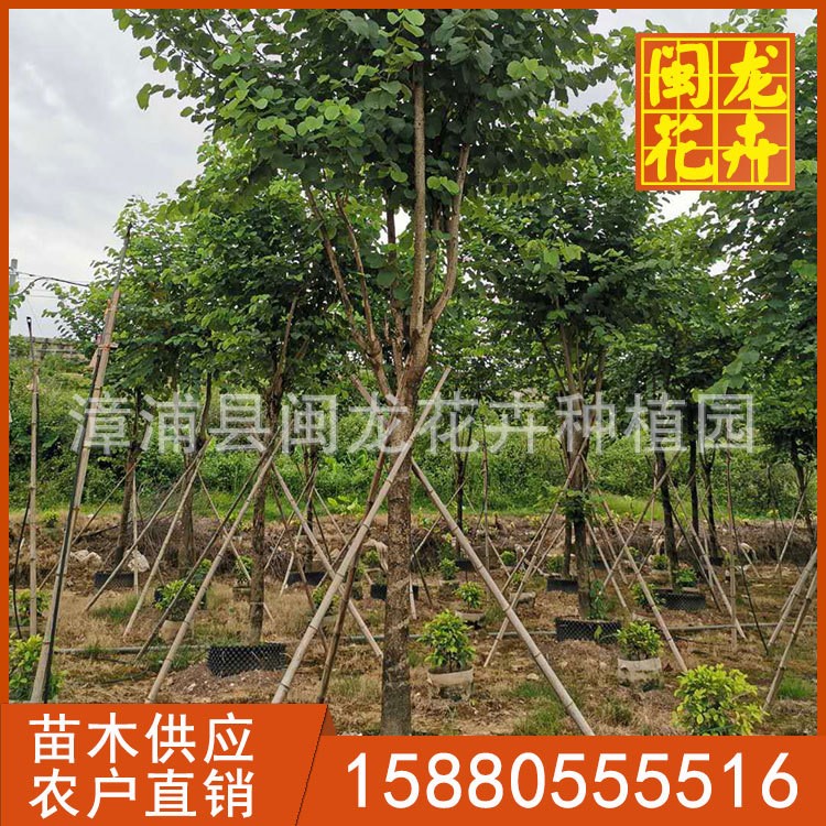 羊蹄甲树苗 宫粉羊蹄甲移植苗 福建基地直销