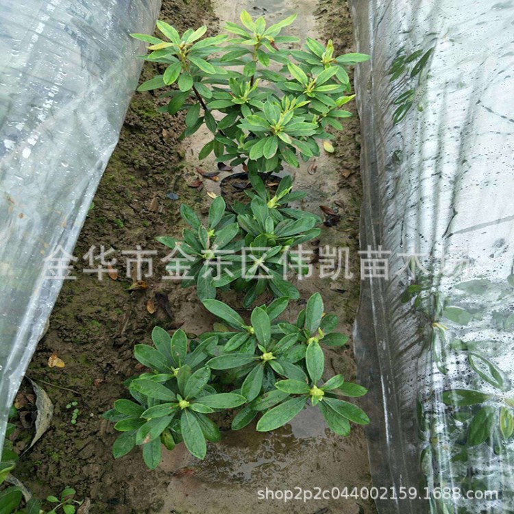 直供春娟 毛鵑 夏娟 紫鵑 紅葉石楠 紅花繼木 工程類小苗