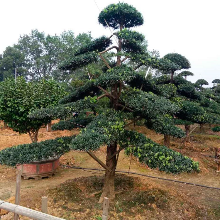 出售綠化工程苗木羅漢松 湖南基地直供 樹形優(yōu)美 量大從優(yōu)