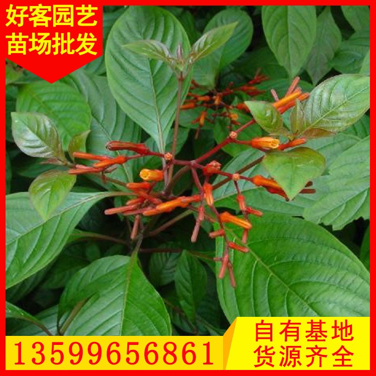 希美麗批發(fā) 希茉莉 園林綠化工程供應(yīng) 基地直銷(xiāo)