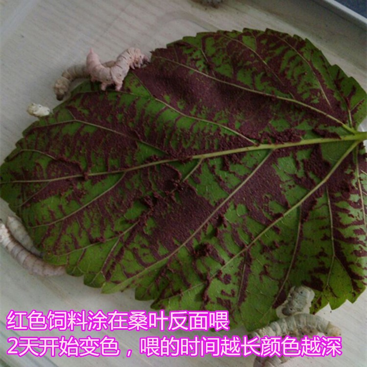 蠶寶寶變色飼料寶寶飼料裝蠶寶寶卵彩蠶飼料彩色蠶飼料紫紅黃藍色