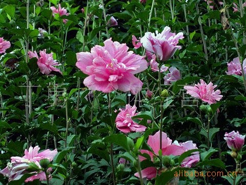 供山東2公分木槿苗木泰安木槿苗木價格工程用木槿樹苗價格花灌木