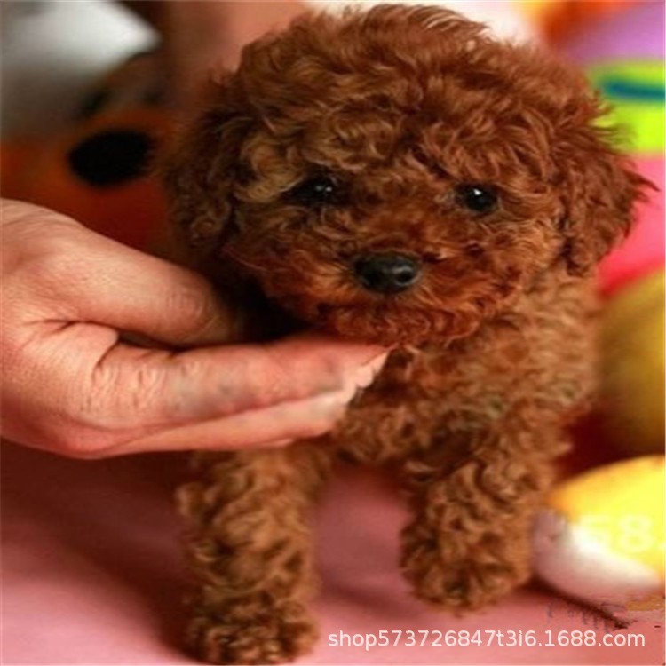 種小型泰迪犬幼犬活體茶杯犬迷你型貴賓犬長不大的泰迪幼犬狗狗