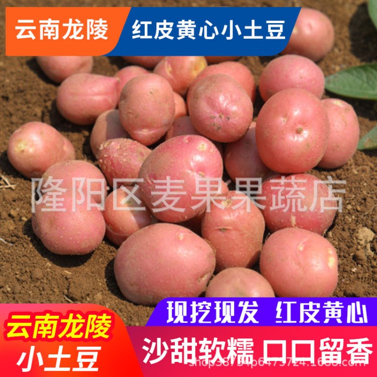 云南紅皮黃心迷你小土豆新鮮蔬菜現(xiàn)挖現(xiàn)發(fā)小洋芋 馬鈴薯 一件代發(fā)
