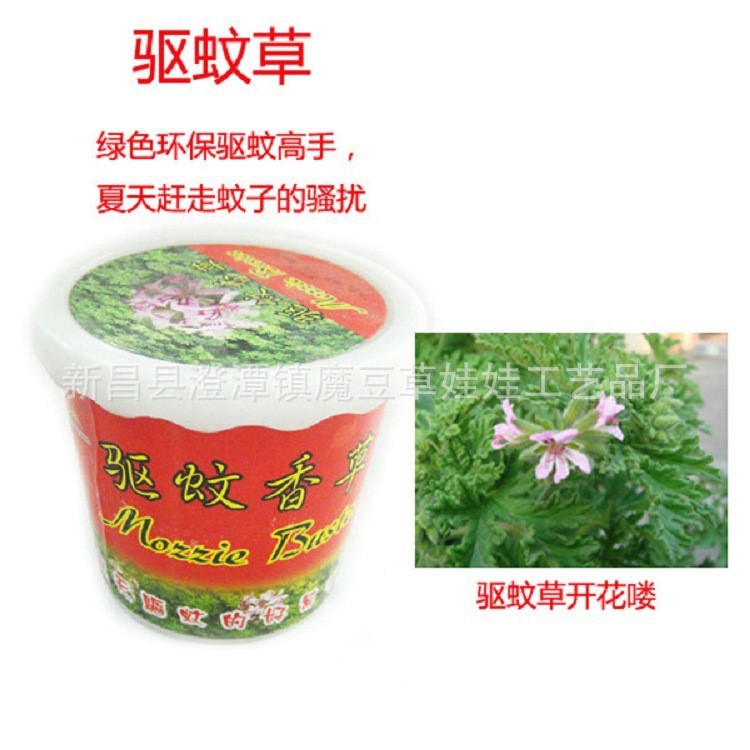 2元产品 驱蚊香草 驱蚊草 花卉 微型盆栽/迷你植物 夏天赶走蚊子